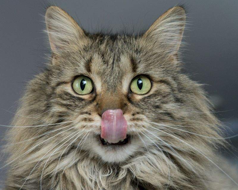 ねこみらいケア株式会社
