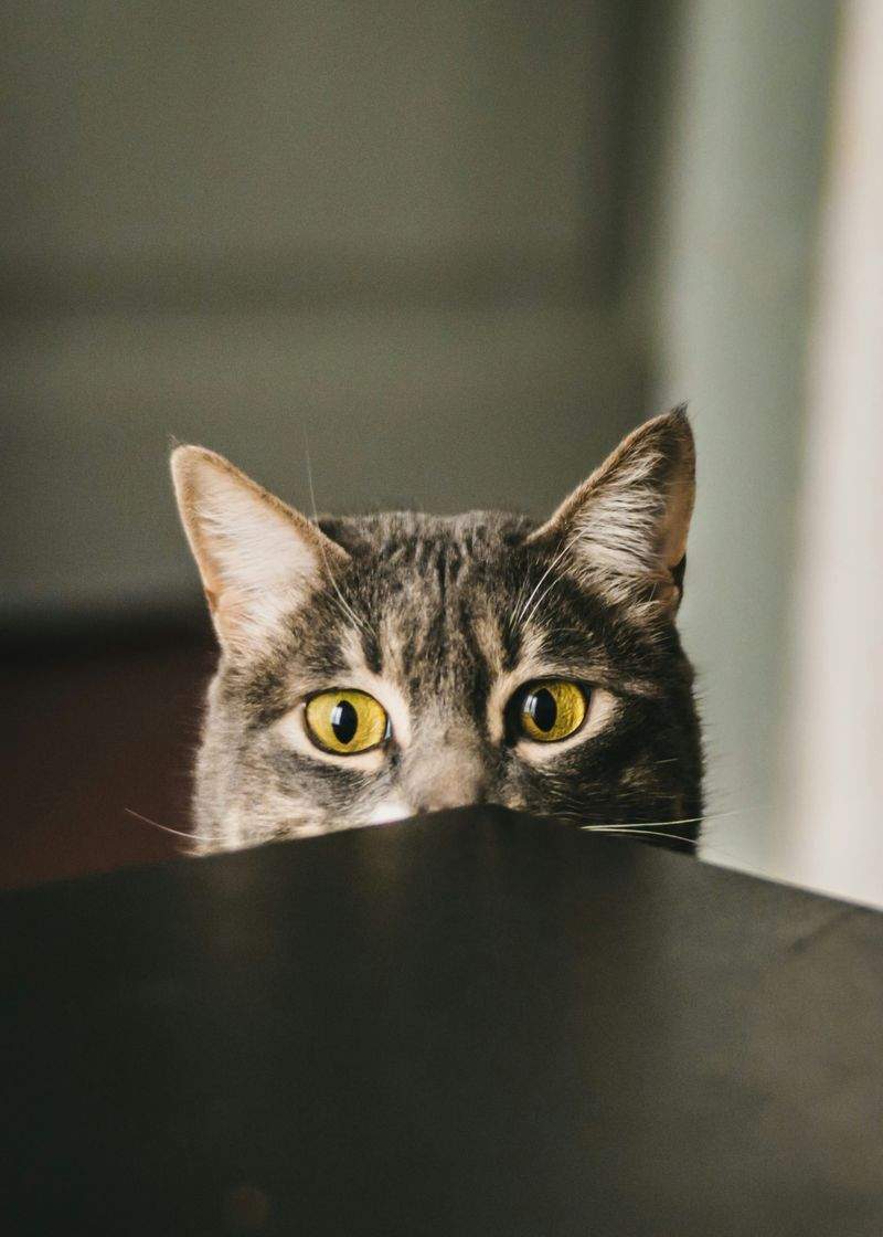 ねこみらいケア株式会社
