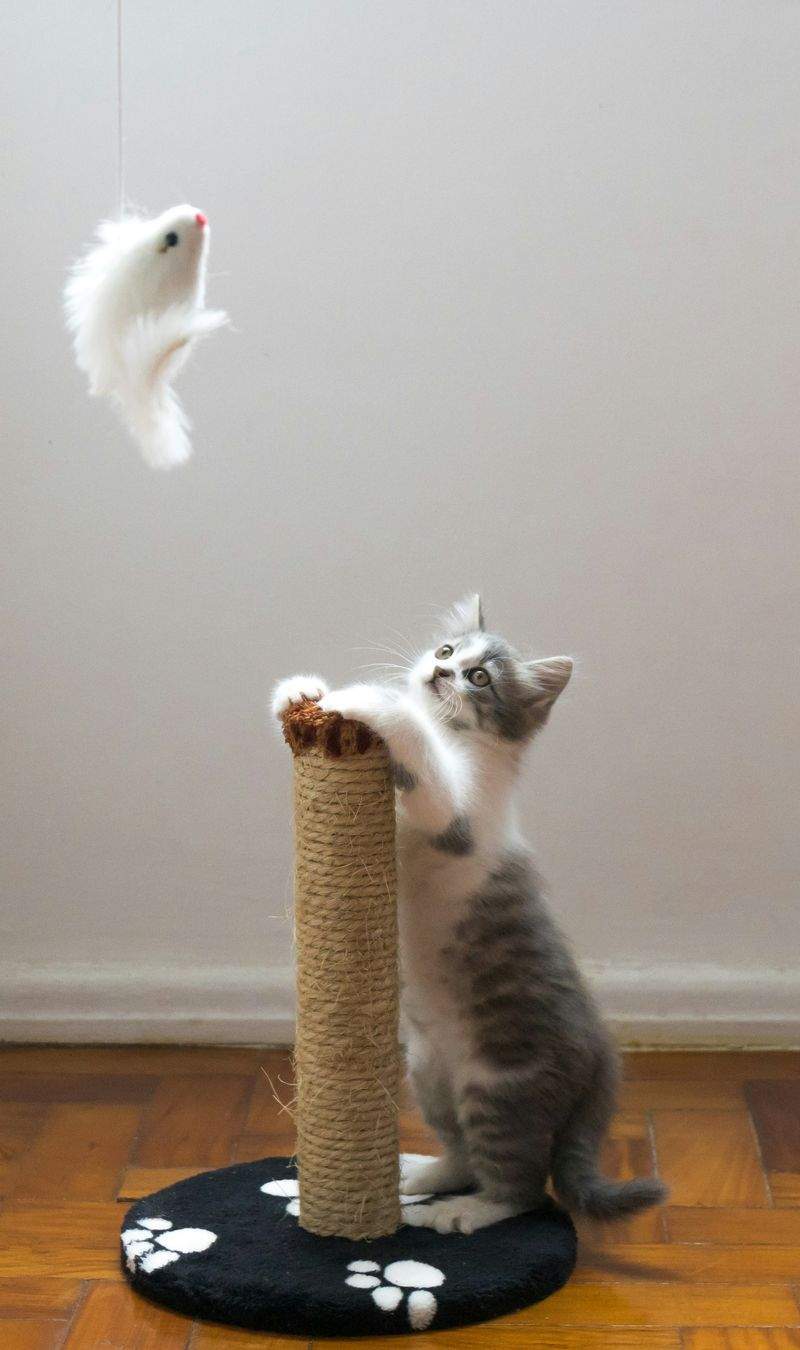ねこみらいケア株式会社