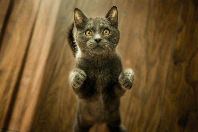 猫との信頼関係を深める、毎日の声かけと接し方
