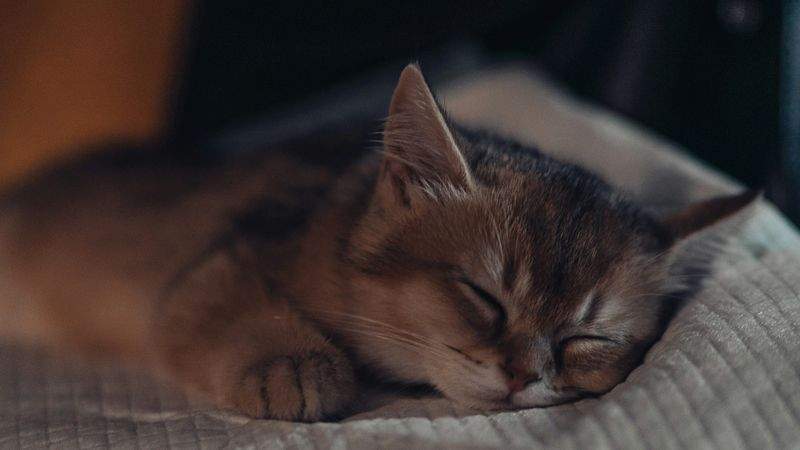 ねこみらいケア株式会社 12