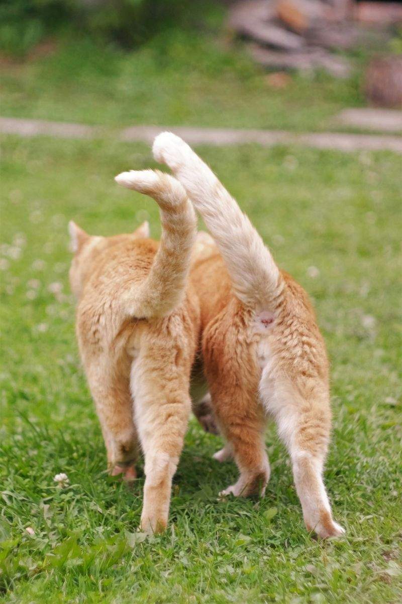 ねこみらいケア株式会社 14