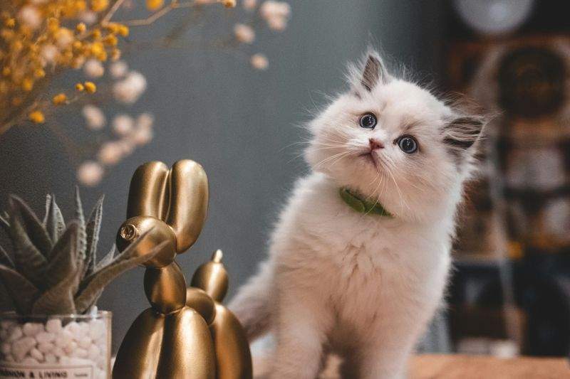 ねこみらいケア株式会社 15