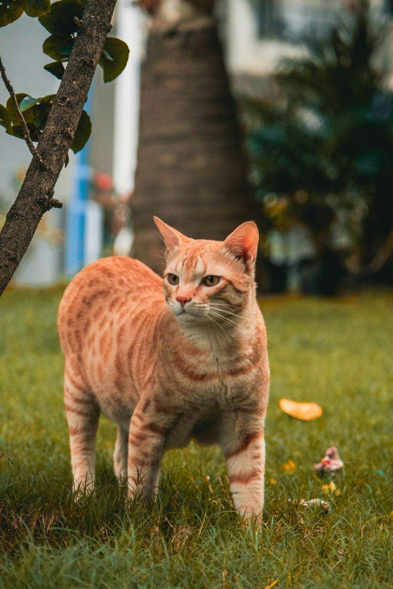 ねこみらいケア株式会社 3