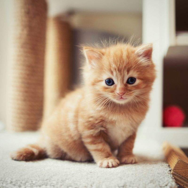 ねこみらいケア株式会社 5