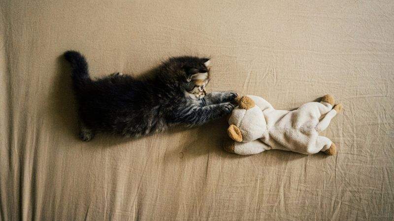 ねこみらいケア株式会社 9