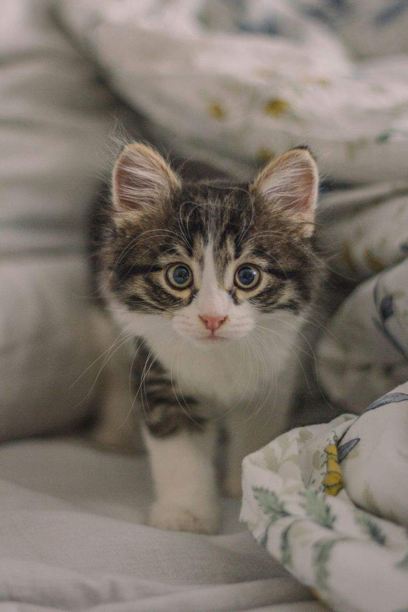 ねこみらいケア株式会社