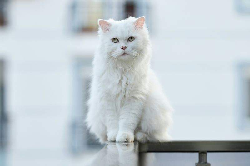 猫の一時預かり