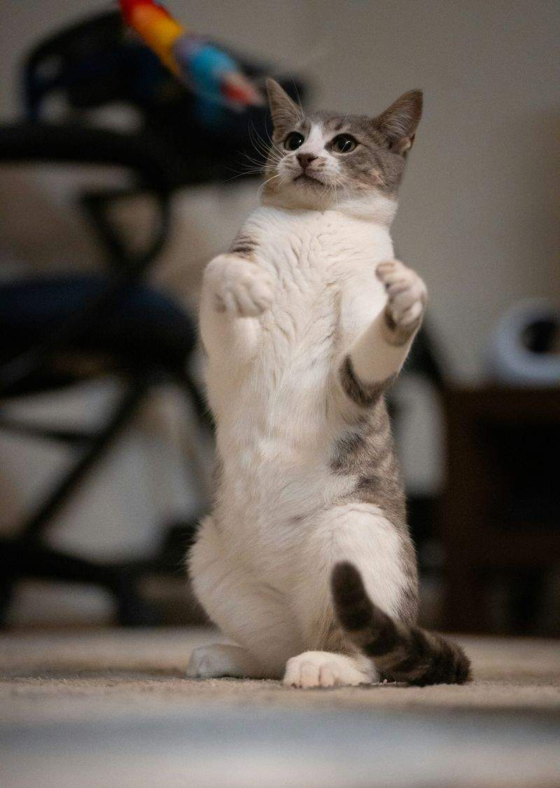 訪問キャットケア