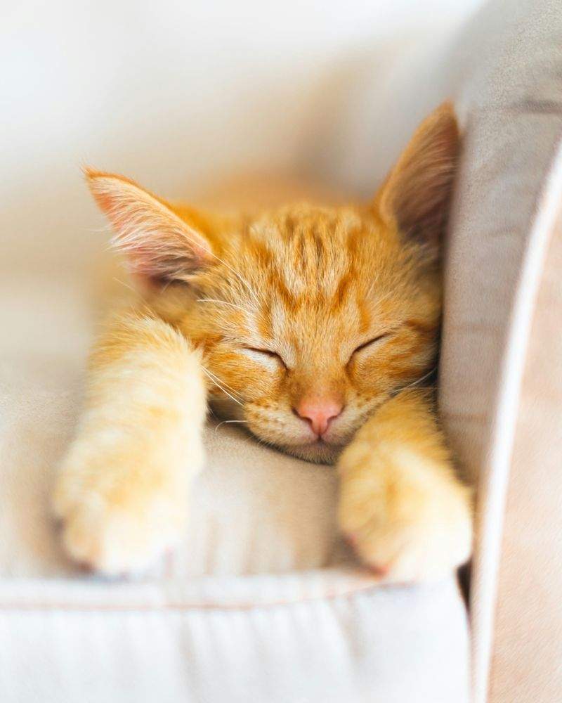 猫用品の選定・提案