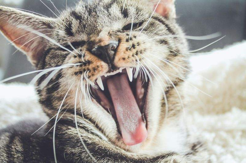多頭飼育家庭向けケアプラン